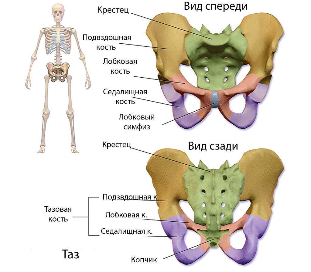 анатомия тазового дна