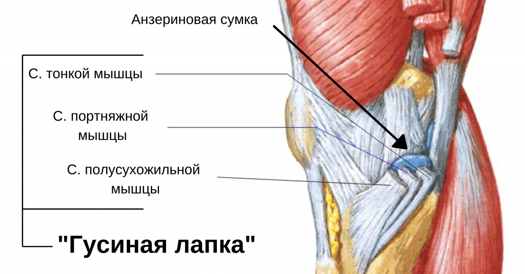 Simptomi bolova u koljenu