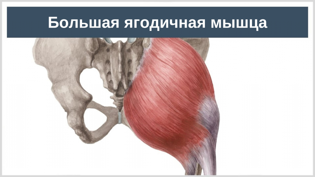большая ягодичная мышца: анатомия, функции и упражнения