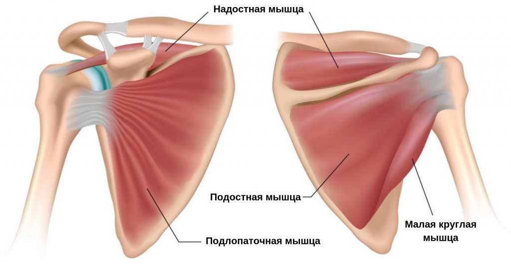 Подлопаточная мышца