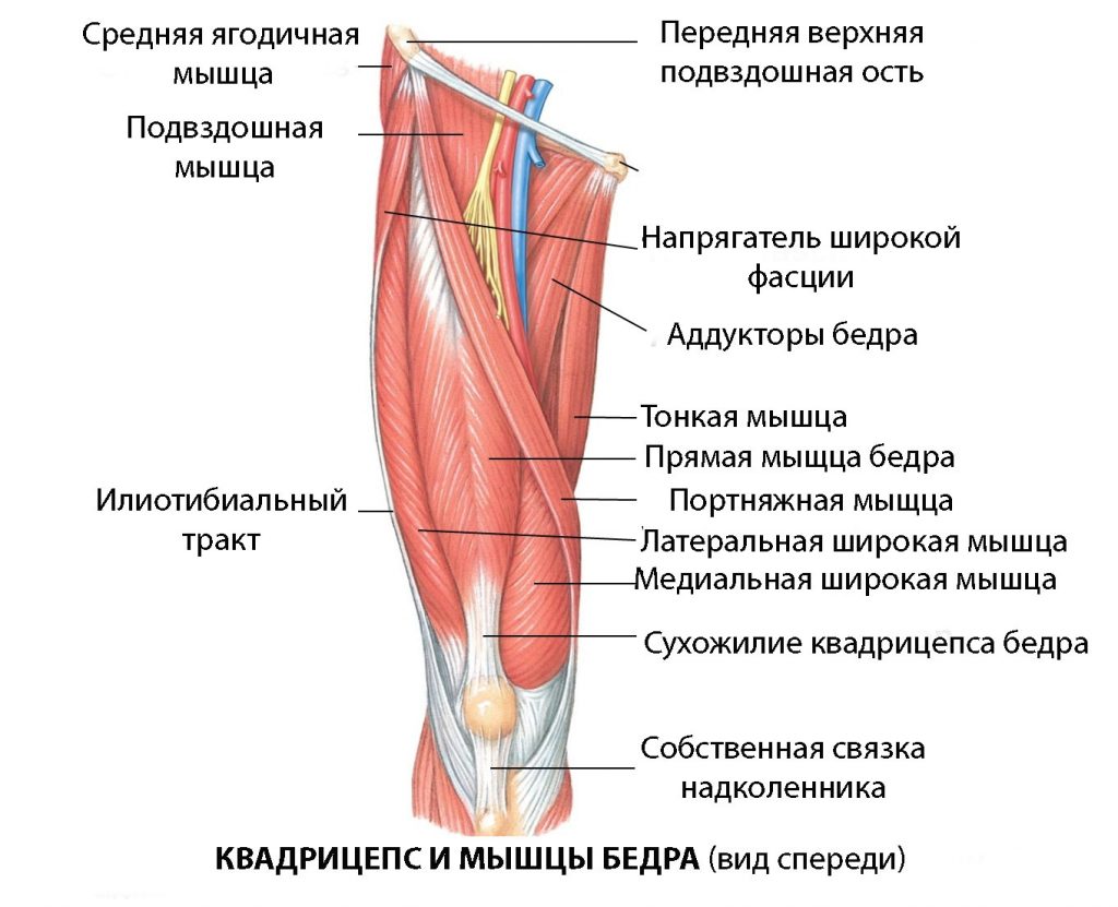Мышцы передней поверхности бедра