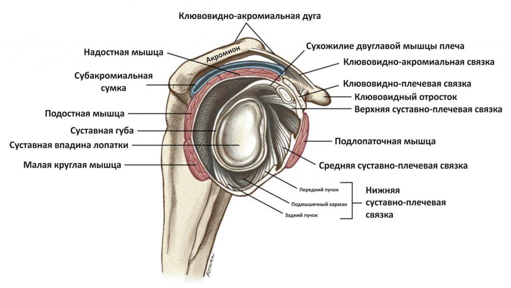 Плечевой сустав анатомия фото строение