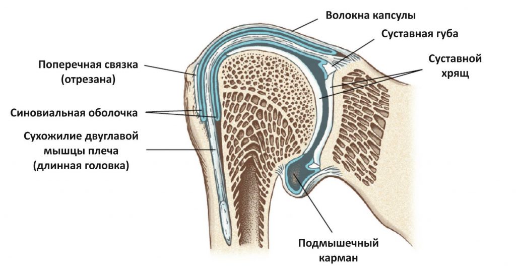 Суставная капсула. Glenohumeral Joint. Recessus axillaris. Суставной хрящ плечевого сустава. Суставные поверхности в плечевом суставе.