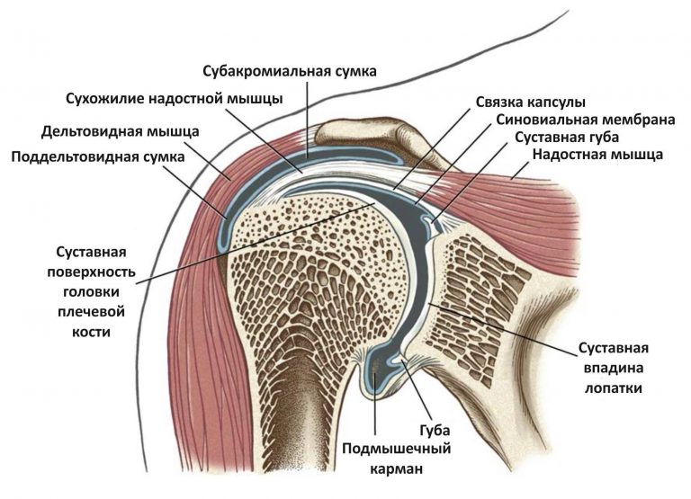 Лопатка человека анатомия фото