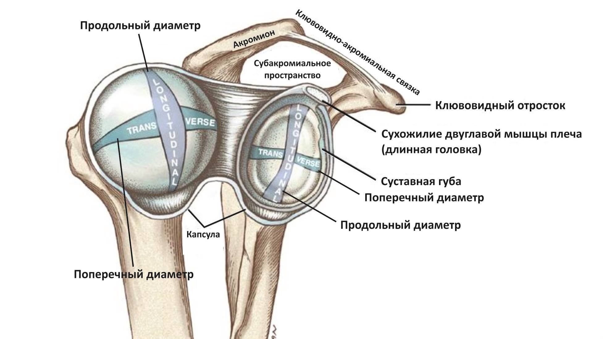 Плечевой сустав анатомия мышцы и связки