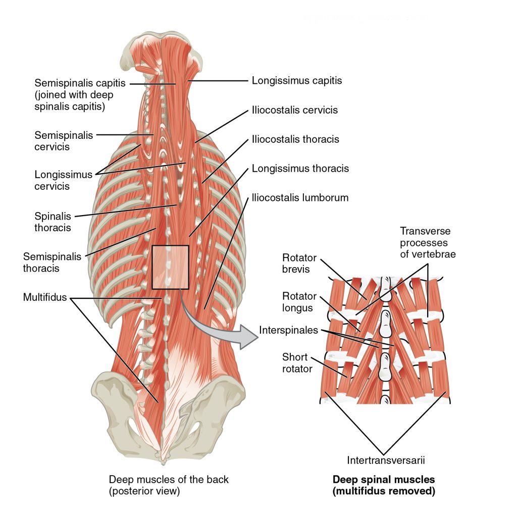 Многораздельные мышцы поясницы: анатомия, функции и упражнения - KinesioPro