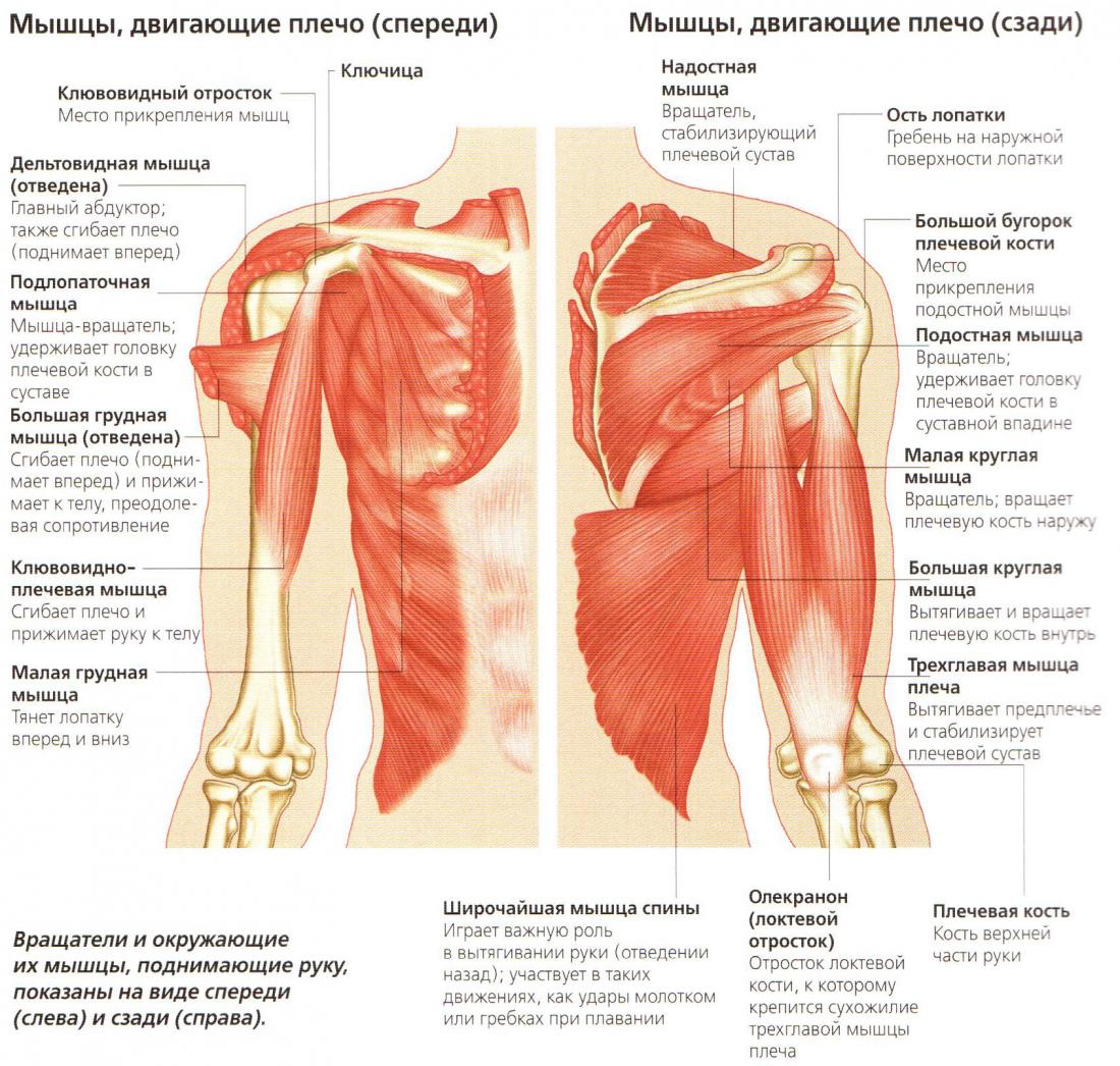 SCM мышца