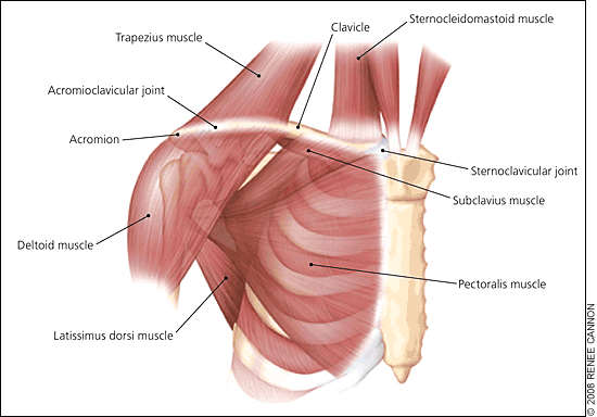 анатомия акромиально-ключичного сустава