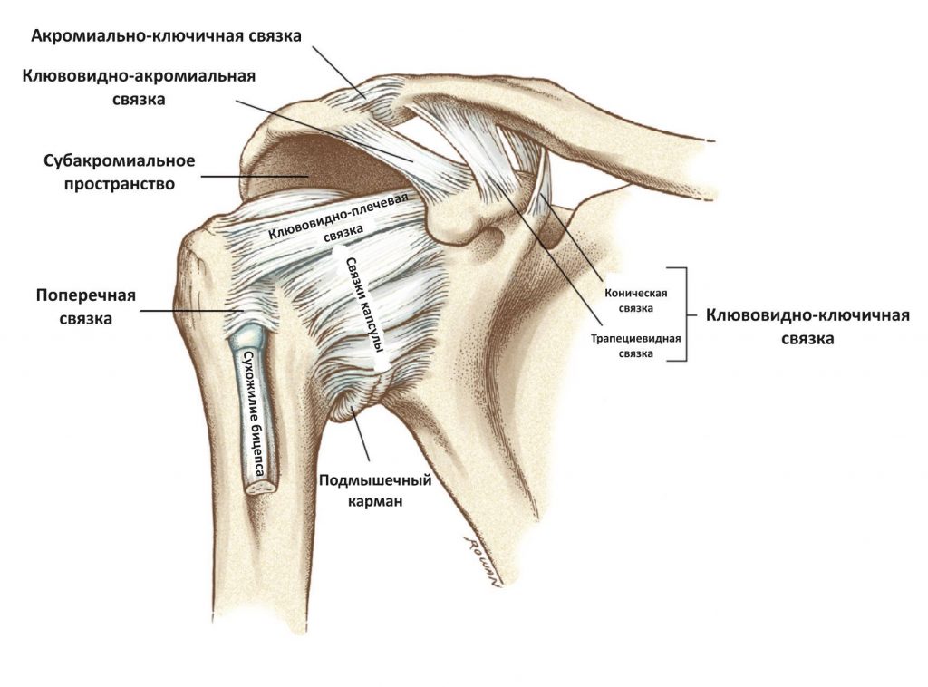 анатомия плече-лопаточного сустава