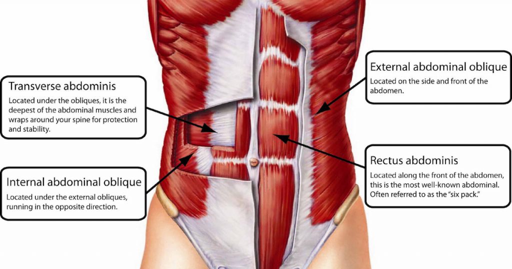 Анатомия мышц живота - KinesioPro
