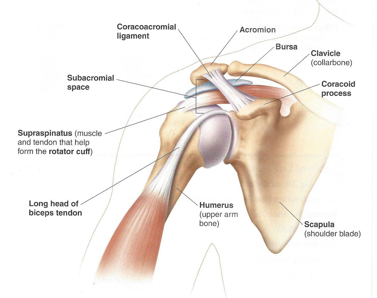 Плечевой сустав представляет собой. Ligament of the Shoulder Joint. Плечевой сустав анатомия. Шаровидный плечевой сустав. Subacromial Space.