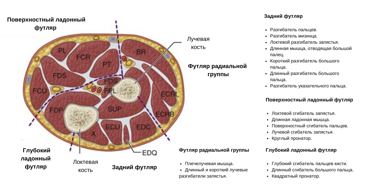 Лучевой разгибатель запястья