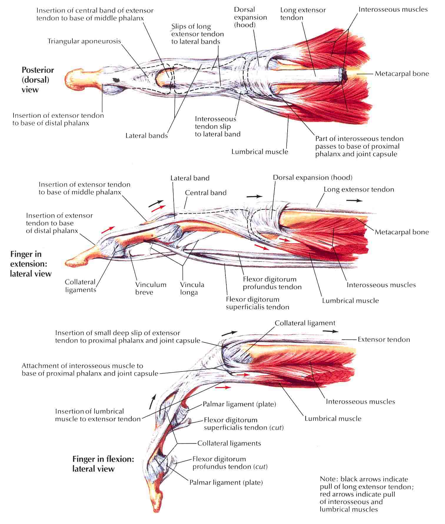 Extensor Tendon Anatomy Of Finger 7814