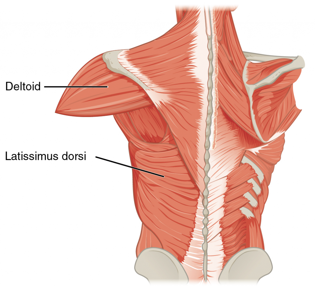 Широчайшая мышца спины где находится и функции