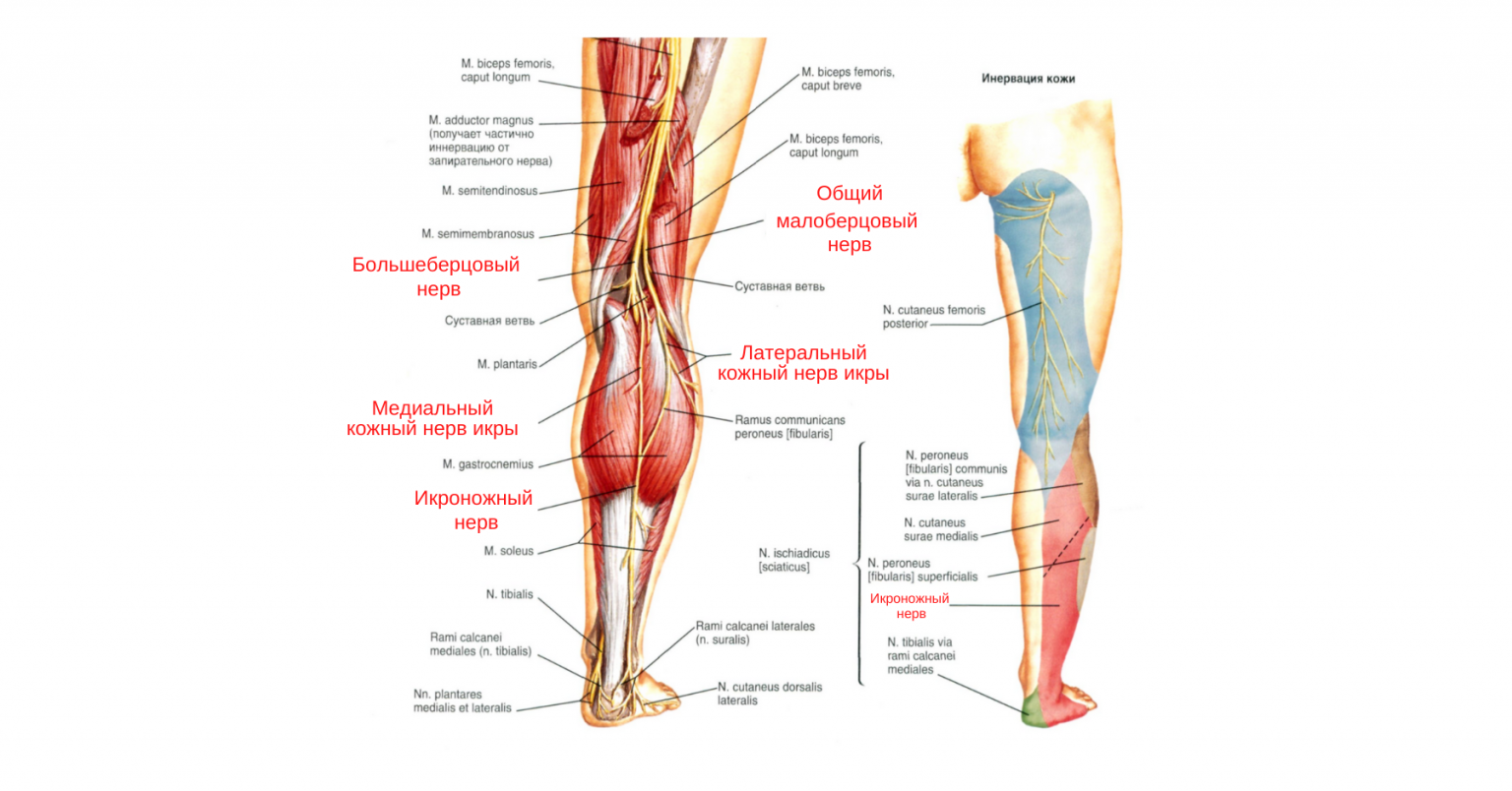Причины малоберцового нерва. Икроножный нерв анатомия иннервация. Большеберцовый нерв анатомия. Большеберцовый нерв иннервация. Большеберцовый нерв анатомия схема.