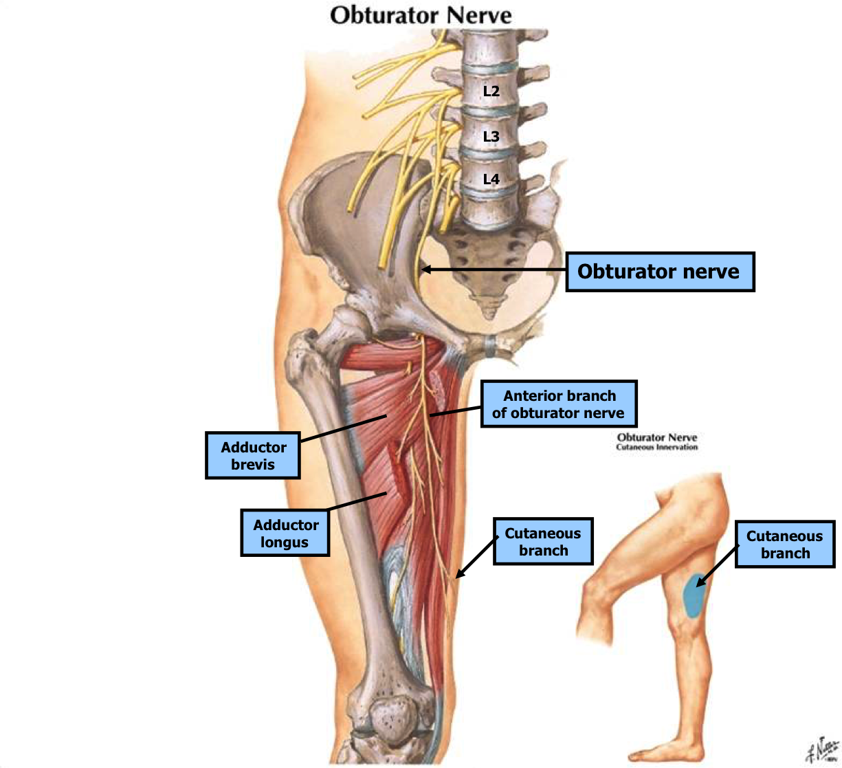 Нейропатия полового нерва у мужчин. Кожная ветвь запирательного нерва. Запирательный нерв анатомия топография схема. Синдром сдавления запирательного нерва. Невропатия бедренного нерва анатомия.
