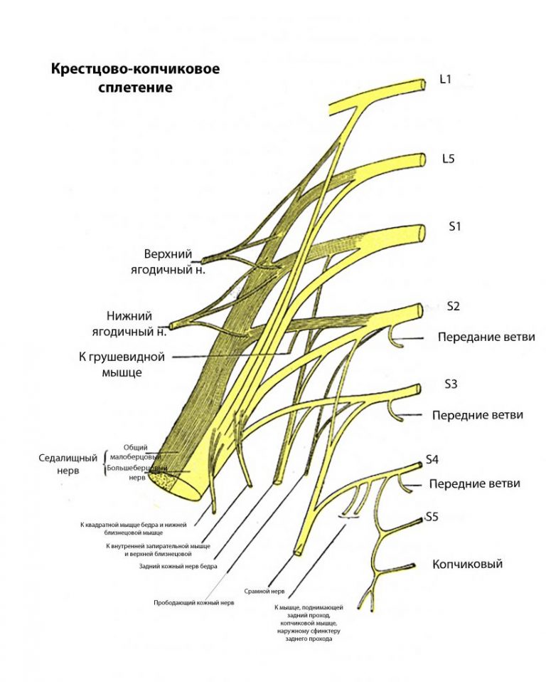 Половой нерв у мужчин симптомы. Седалищный нерв анатомия схема. Ветви седалищного нерва схема. Седалищный нерв иннервация. Седалищный нерв полная схема ветвей.