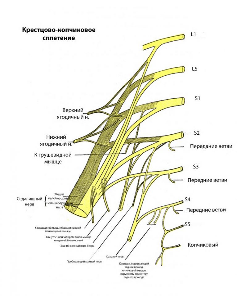 Ветви седалищного нерва схема