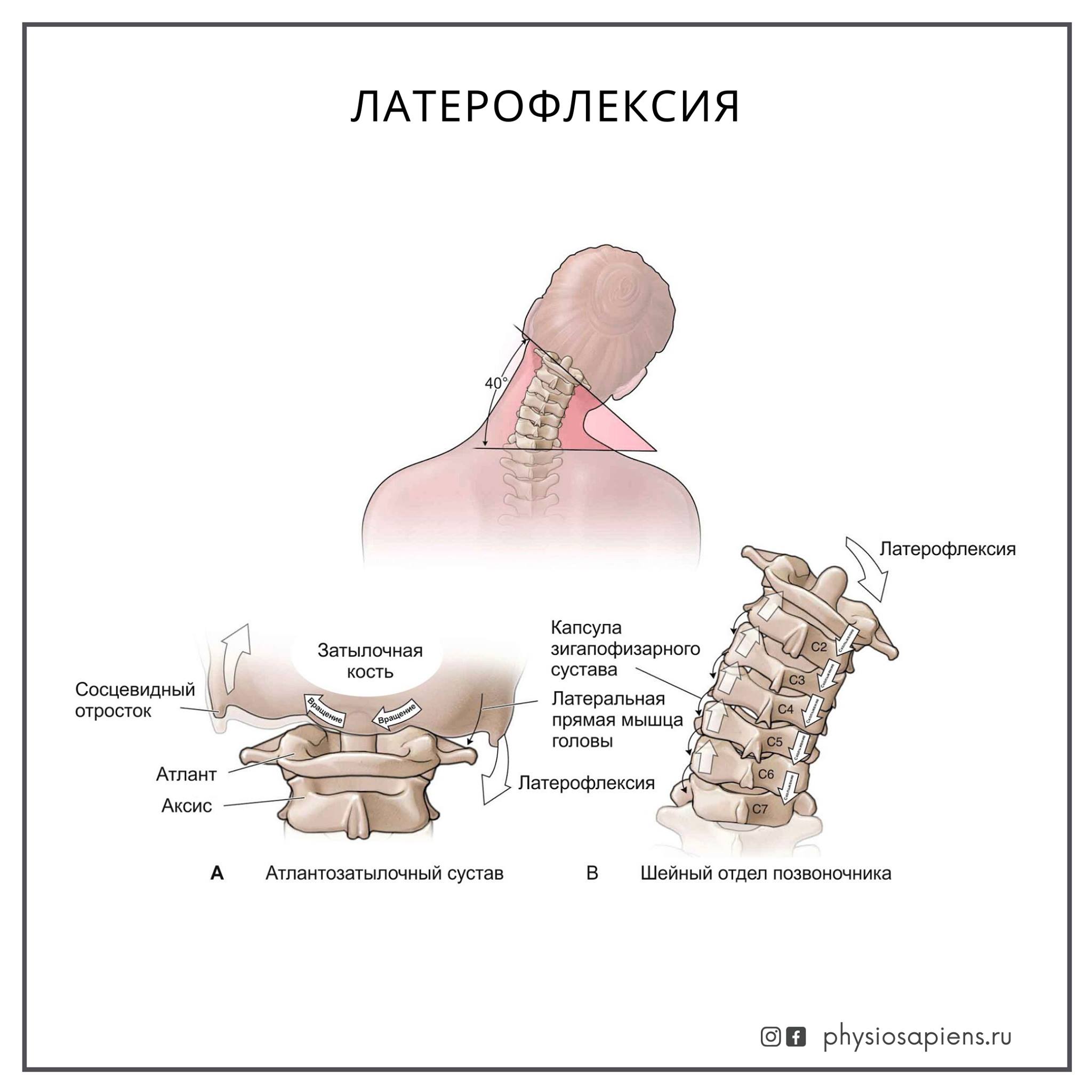 Характеристики позвонков шейного отдела