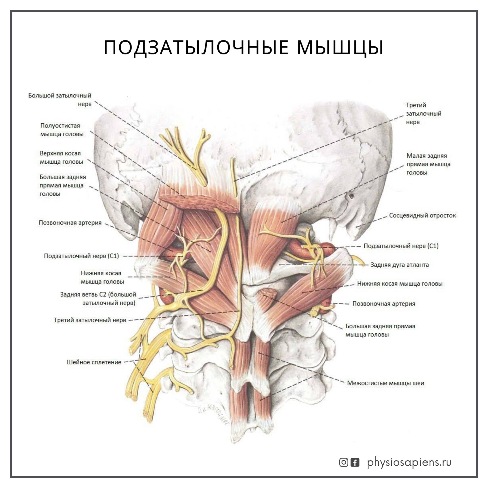 Затылочный нерв. Подзатылочные мышцы головы анатомия. Мышцы атланто-затылочного сустава. Атланто затылочный сустав анатомия. Подзатылочные мышцы шеи анатомия.