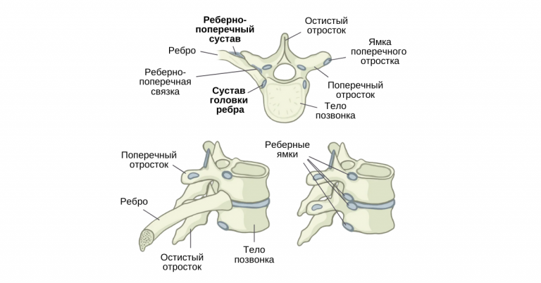 Реберная дуга фото