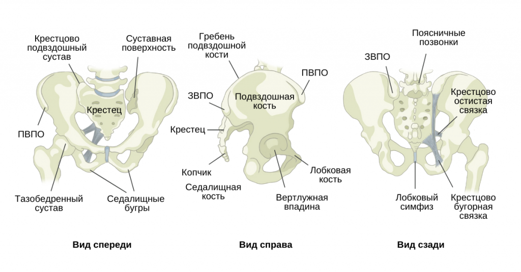Лобковая область мужчины. Крестец подвздошная кость анатомия. Крестцово подвздошный сустав анатомия строение.
