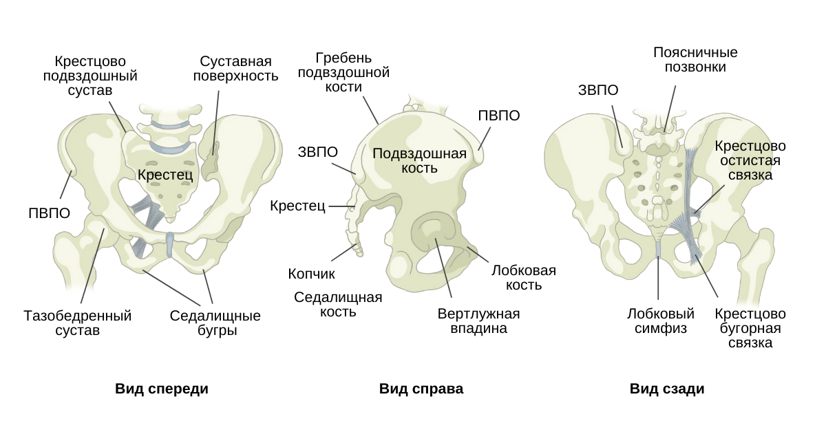 Боль в подвздошной кости. Крестец подвздошная кость анатомия. Крестцово подвздошный сустав анатомия строение.