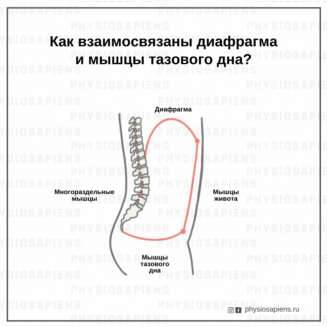 Как взаимосвязаны диафрагма и мышцы тазового дна?
