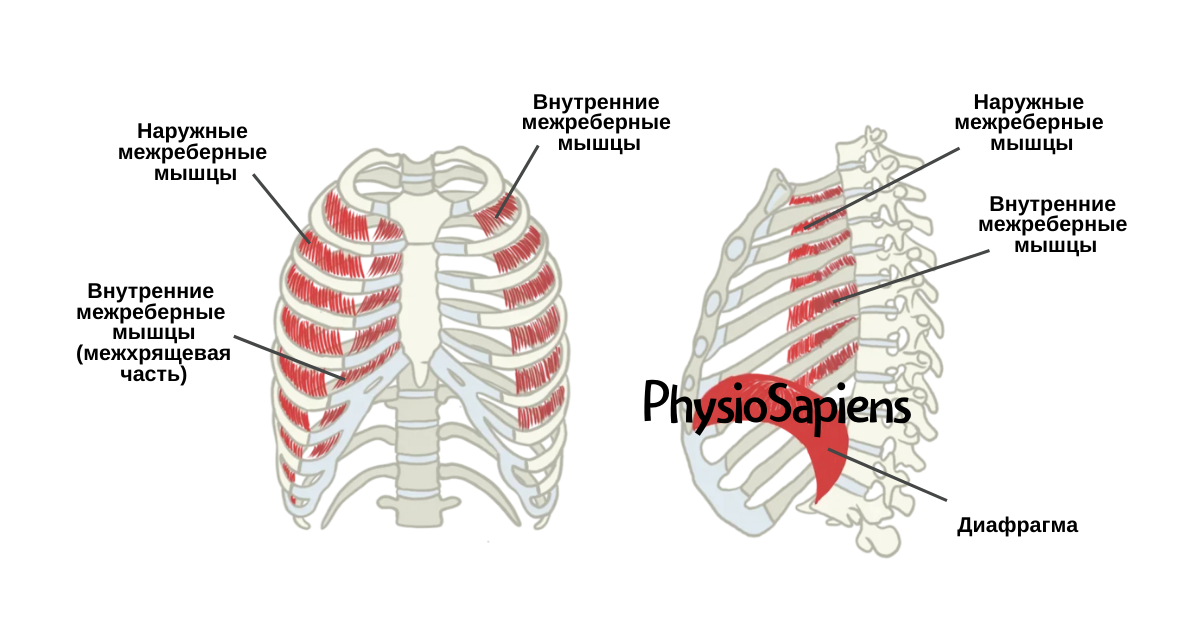 Тренировка дыхательных мышц