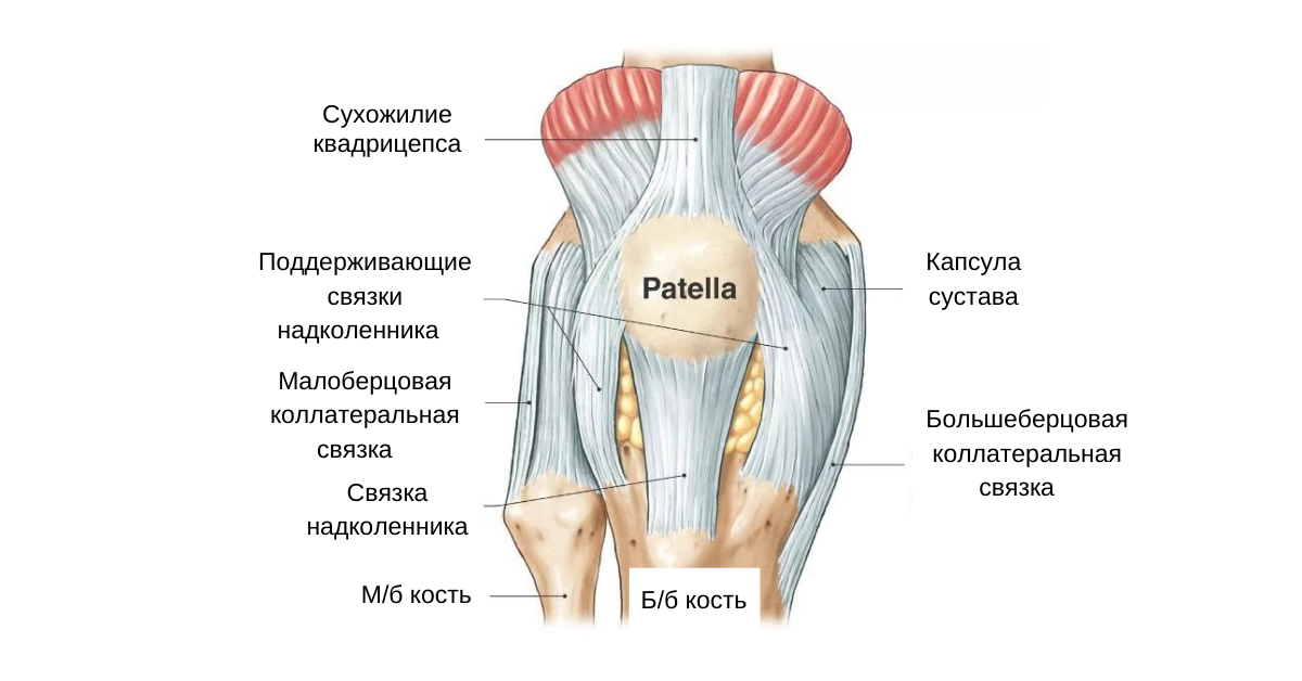 Что значит связки. Коленный сустав анатомия связки надколенника. Строение мышц коленного сустава. Поддерживающие связки надколенника анатомия. Связки надколенника анатомия.