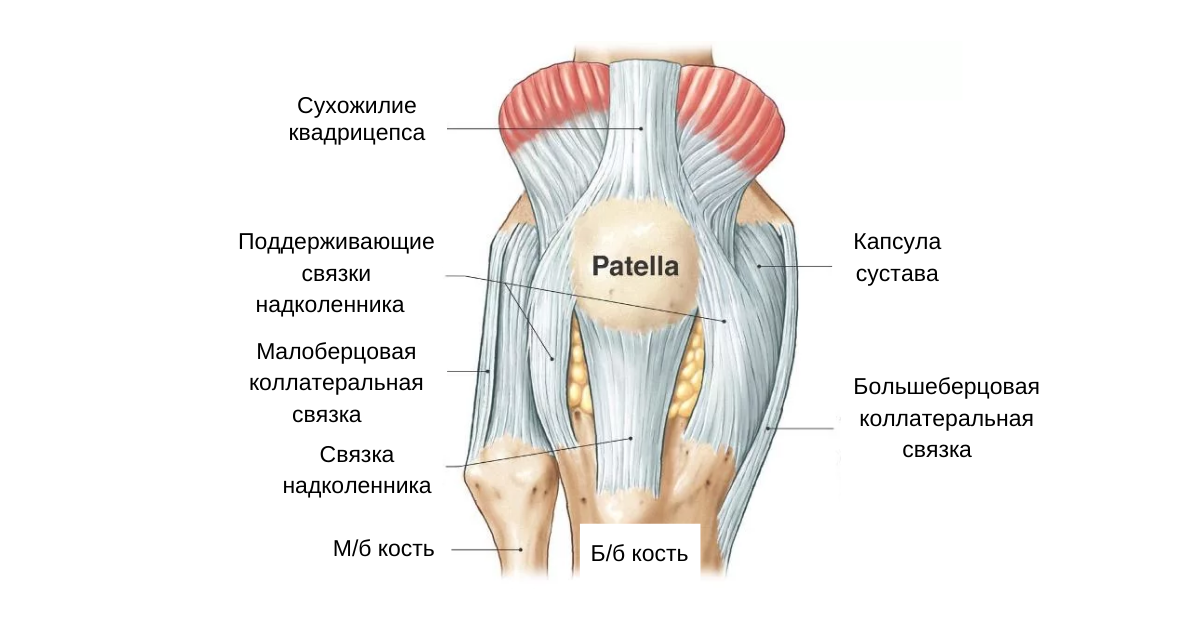 Мышцы обеспечивающие движение в коленном суставе