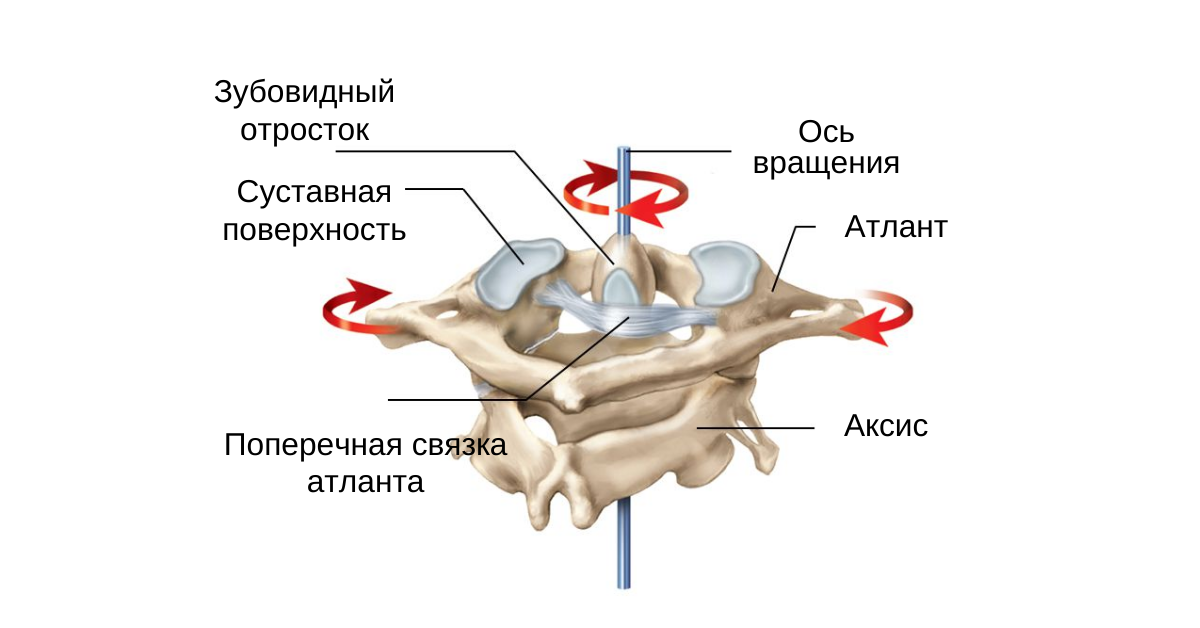 Атланто аксиальное сочленение