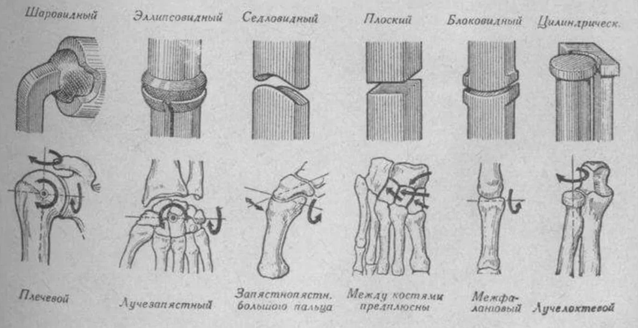 Суставы тела. Одноосные суставы по форме суставных поверхностей. Классификация суставов человека схема. Классификация суставов по форме суставных поверхностей таблица. Эллипсоидный сустав схема.