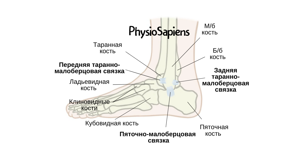 Функциональная анатомия и биомеханика стопы и голеностопного сустава