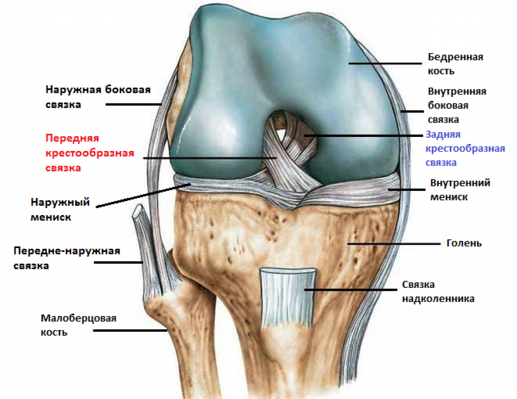 Крестообразные связки колена анатомия