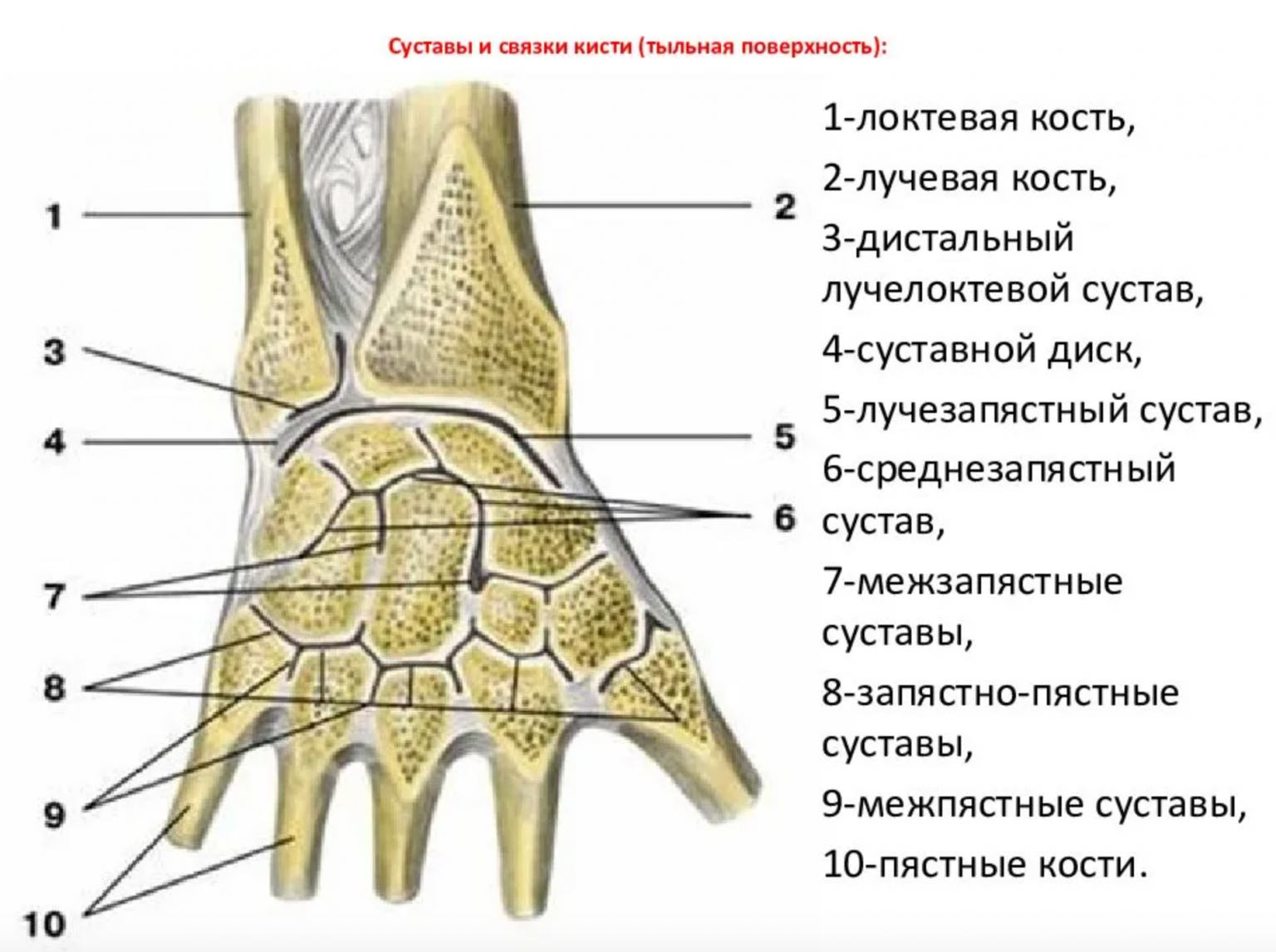 Кисть руки фото анатомия