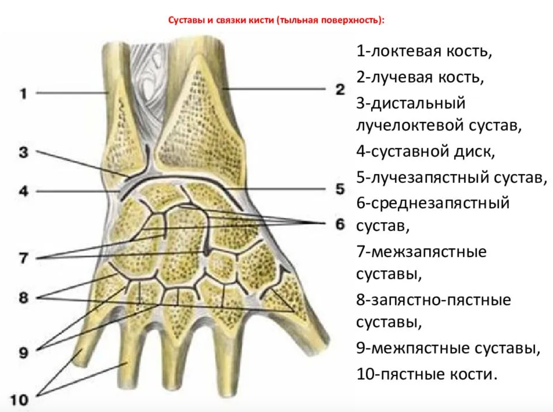 Суставной диск лучезапястного сустава. Дистальный лучелоктевой сустав анатомия связки. Среднезапястный сустав связки. Лучезапястный сустав анатомия суставные поверхности. Соединения костей запястья