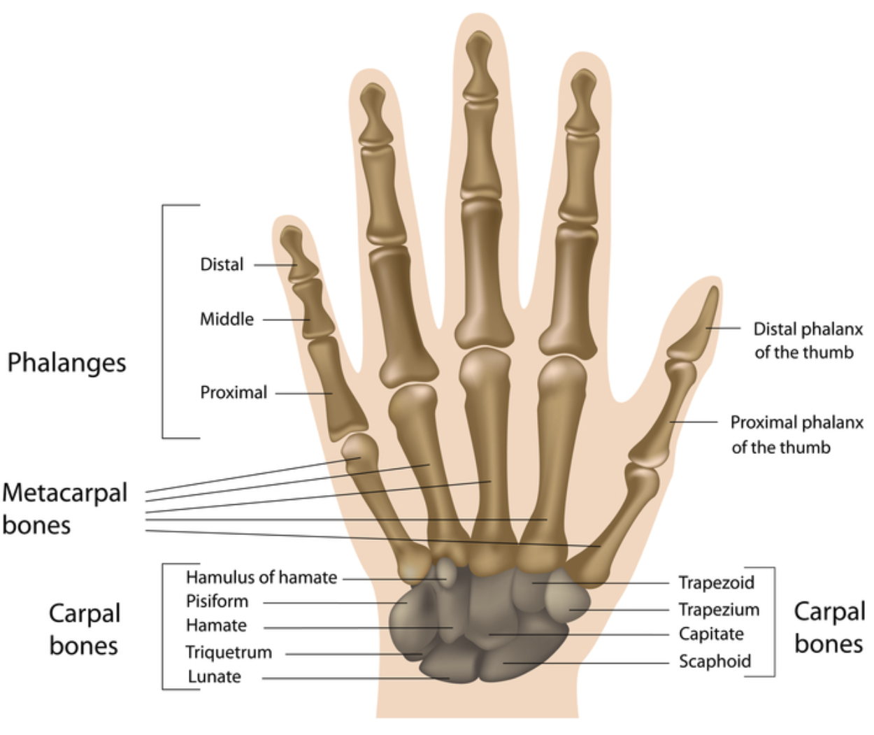 фото костей пальцев рук