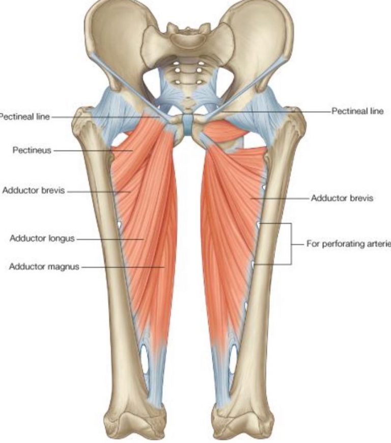 Adductor Magnus Longus Brevis