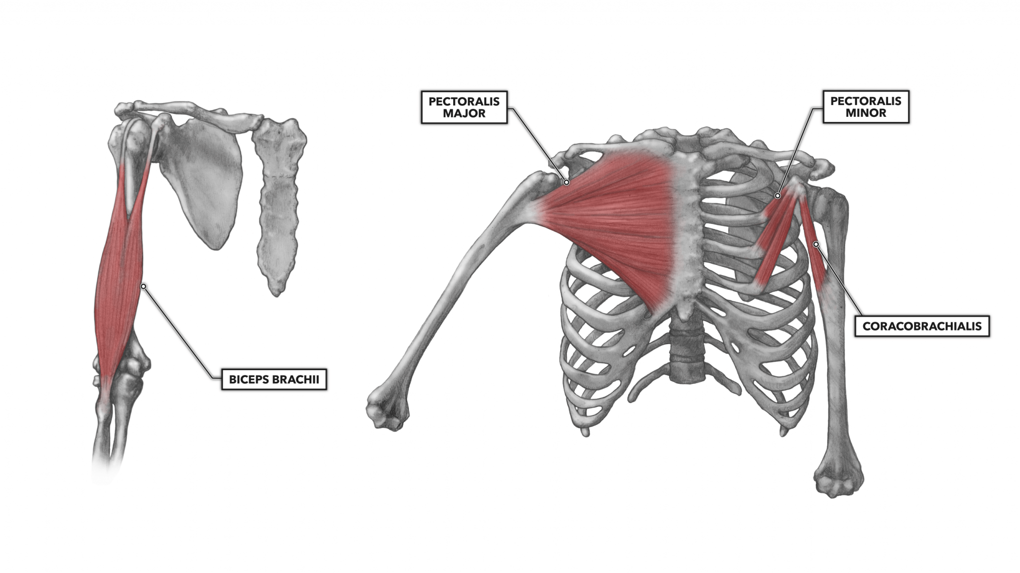 Малая грудная. Большая грудная мышца m. pectoralis Major. Pectoralis Minor мышца. Малая грудная мышца m. pectoralis Minor. Pectoralis Major анатомия.