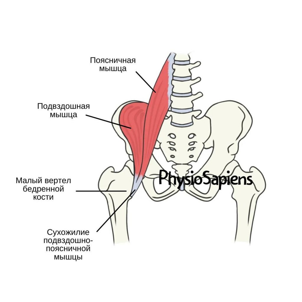 Боль в передней части бедра: причины и способствующие факторы - KinesioPro