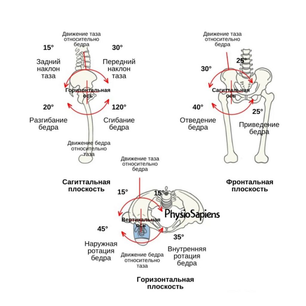 Боль в передней части бедра: причины и способствующие факторы - KinesioPro