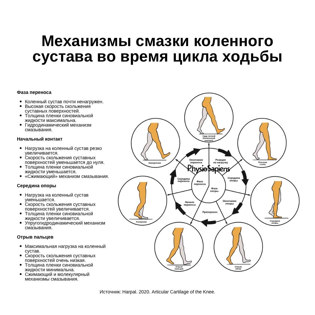 Механизмы смазки коленного сустава во время цикла ходьбы