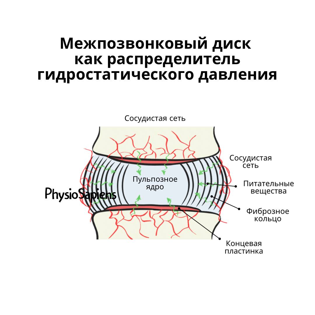Межпозвонковый диск как распределитель гидростатического давления