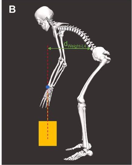 Флексия позвоночника при подъёме предметов: что реально показывают исследования?