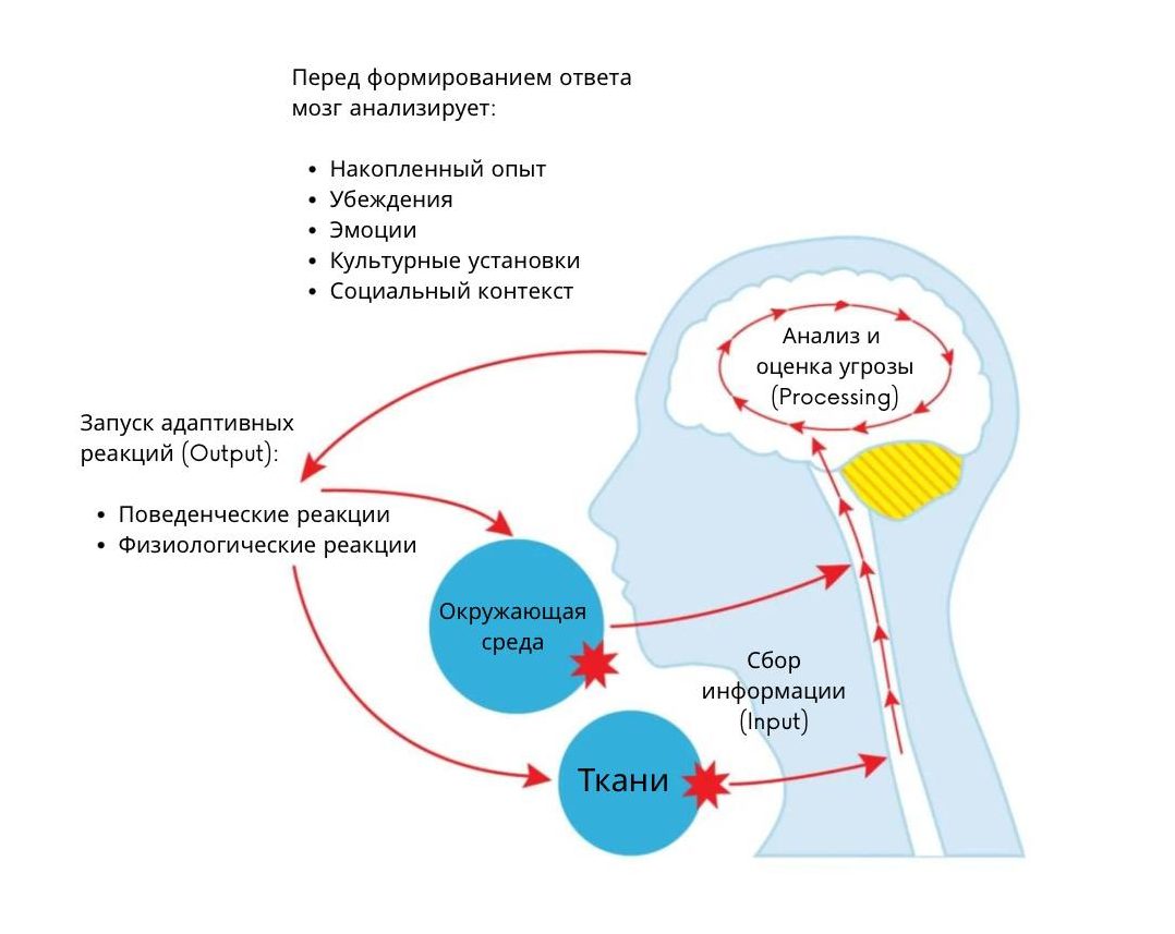 Модель зрелого организма Луи Гиффорда: Эволюционная концепция боли и ее актуальность для современной физической терапии 