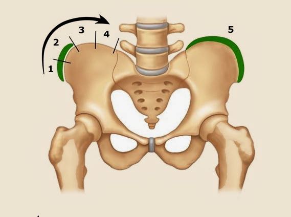 Оценка зрелости скелета по Риссеру