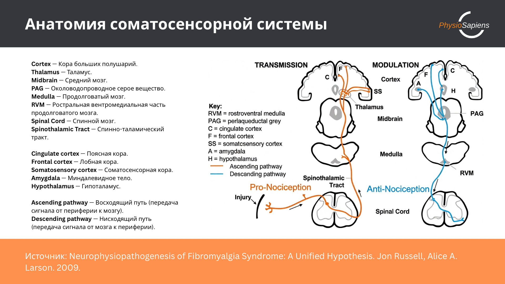 Ноцицептивная и антиноцицептивная системы