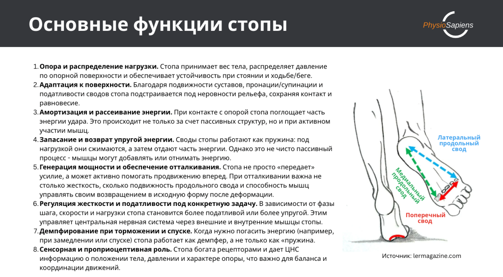 Какие функции выполняют стопы?